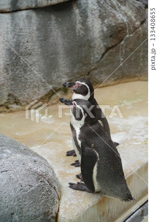 日本の横浜の動物園 日本の横浜の動物園 133408655