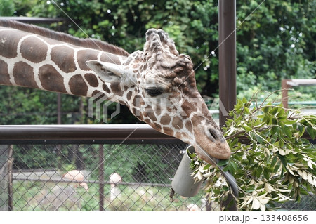 日本の横浜の動物園 133408656