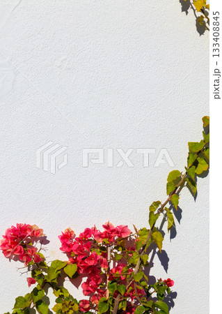 White wall decorated with pink bougainvillea flowers White wall decorated with pink bougainvillea flowers 133408845