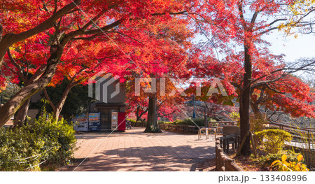 吉祥寺・井の頭公園の紅葉(東京都武蔵野市・三鷹市) 吉祥寺・井の頭公園の紅葉(東京都武蔵野市・三鷹市) 133408996