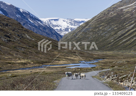 Sheep walking along a road in Leirdalen valley under clear skies in Jotunheimen National Park, Norway 133409125