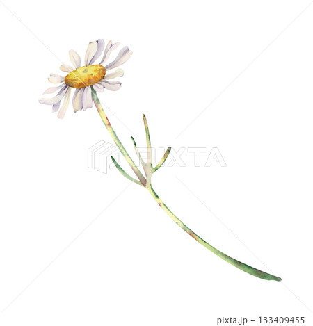 A white daisy flower on a long stem. Watercolor illustration of a wildflower on an isolated background. Botanical drawing for wedding cards and invitations. 133409455
