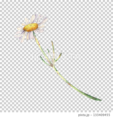 A white daisy flower on a long stem. Watercolor illustration of a wildflower on an isolated background. Botanical drawing for wedding cards and invitations. 133409455