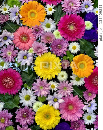 11月のカラフルな花手水(菊・ガーベラ・バンダ)〈菅生神社/愛知県岡崎市〉 11月のカラフルな花手水(菊・ガーベラ・バンダ)〈菅生神社/愛知県岡崎市〉 133409831