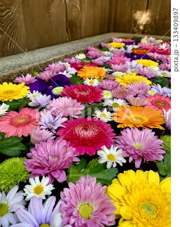 11月のカラフルな花手水(菊・ガーベラ・バンダ)〈菅生神社/愛知県岡崎市〉 11月のカラフルな花手水(菊・ガーベラ・バンダ)〈菅生神社/愛知県岡崎市〉 133409897