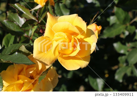 薔薇 薔薇 133409911