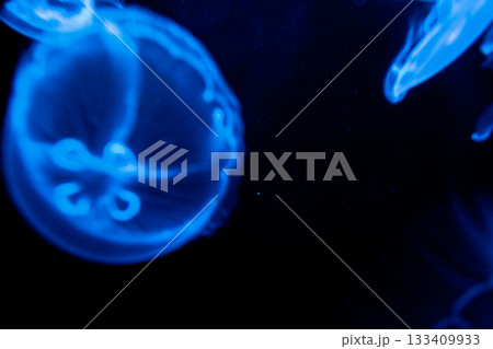水母 メドゥーサ メデューサ 133409933