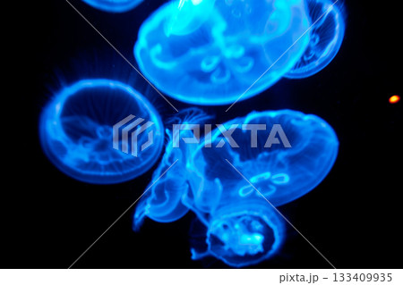 水母 メドゥーサ メデューサ 133409935