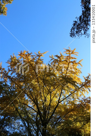 紅葉 133410001
