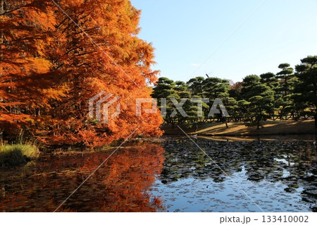 紅葉 紅葉 133410002