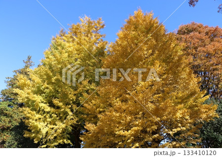 銀杏の木 銀杏の木 133410120