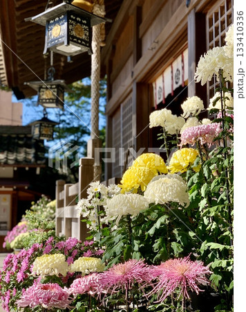 満開の菊の鉢植え(「三河の菊まつり菊花展」出展作品)に彩られた拝殿〈菅生神社/愛知県岡崎市〉 満開の菊の鉢植え(「三河の菊まつり菊花展」出展作品)に彩られた拝殿〈菅生神社/愛知県岡崎市〉 133410336