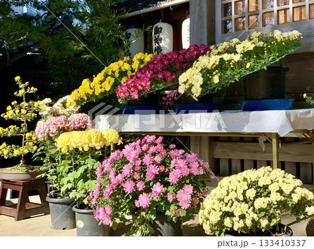 満開の菊の鉢植え(「三河の菊まつり菊花展」出展作品)に彩られた拝殿〈菅生神社/愛知県岡崎市〉 133410337