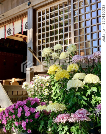 満開の菊の鉢植え(「三河の菊まつり菊花展」出展作品)に彩られた拝殿〈菅生神社/愛知県岡崎市〉 満開の菊の鉢植え(「三河の菊まつり菊花展」出展作品)に彩られた拝殿〈菅生神社/愛知県岡崎市〉 133410338