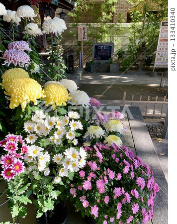 満開の菊の鉢植え(「三河の菊まつり菊花展」出展作品)に彩られた拝殿〈菅生神社/愛知県岡崎市〉 133410340