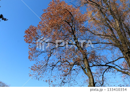 紅葉 133410354