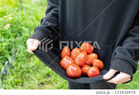Clutching freshly picked tomatoes in a black hoodie while enjoying a sunny day in the garden Clutching freshly picked tomatoes in a black hoodie while enjoying a sunny day in the garden 133410478