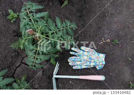 Gardening with colorful gloves and young tomato plant on fertile soil in a backyard setting 133410482