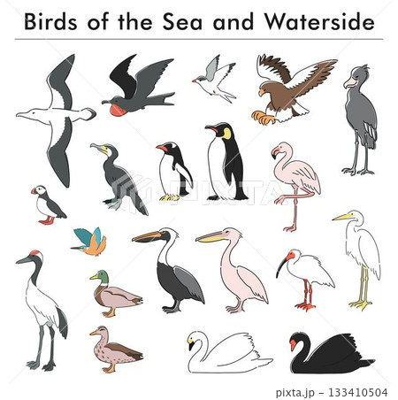 海と水辺の鳥の手描きイラストセット 133410504