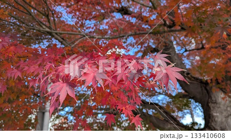 赤く染まった紅葉のモミジのクローズアップ 赤く染まった紅葉のモミジのクローズアップ 133410608