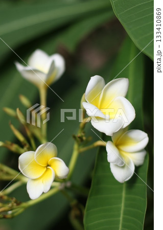 White magnolia flowers on green background. 133410869