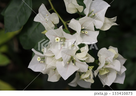 Beautiful white flowers on dark green background. Beautiful white flowers on dark green background. 133410873