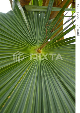 Palm leaf close up photography Palm leaf close up photography 133410875