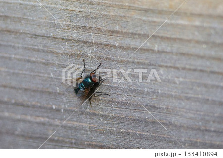 Fly sitting on the wooden wall. 133410894