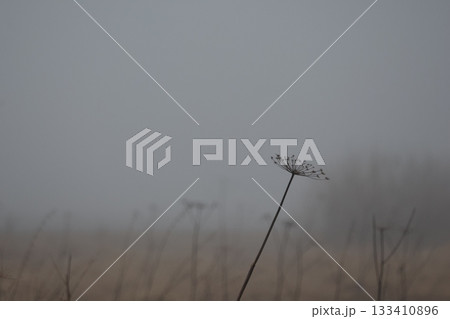 Foggy field with dried plants. Autumn fog. 133410896