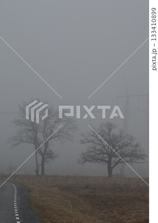 Trees without leafs in the fog. Autumn field. Trees without leafs in the fog. Autumn field. 133410899