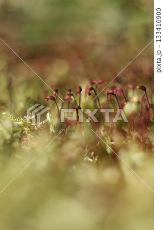 Close up moss tiny plants. Close up moss tiny plants. 133410900