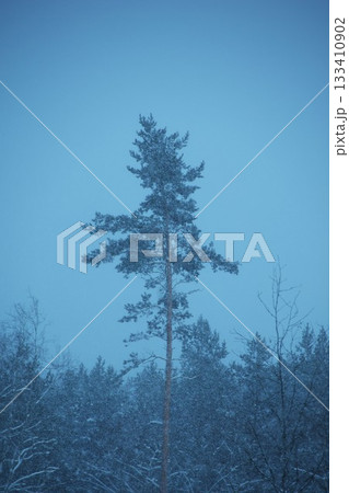 Single pine in the snow storm Single pine in the snow storm 133410902