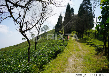 Uphill Dirt Path through Tea Plantation with Scattered Trees and Blue Sky at Kalimpong 133410920