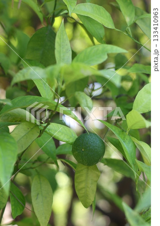 Green lime close up photography 133410963