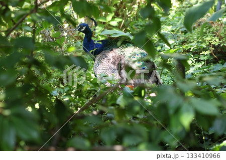Blue Peacock hiding in the forest Blue Peacock hiding in the forest 133410966
