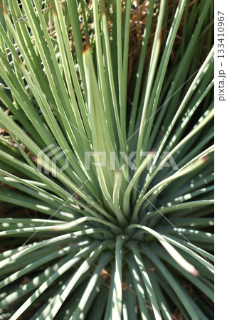 Close up photography of palm 133410967