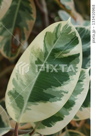 Green ficus leaf close up photography 133410968
