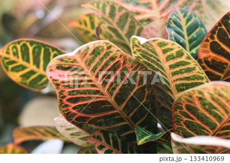 Colorful leafs close up photography 133410969