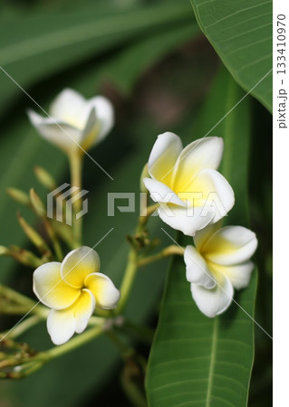 White magnolia wild flowers and green leafs White magnolia wild flowers and green leafs 133410970