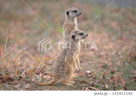 背伸びをして太陽を探すミーアキャット 133411192