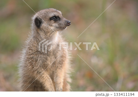 消えた夕日に別れを惜しむミーアキャット 消えた夕日に別れを惜しむミーアキャット 133411194