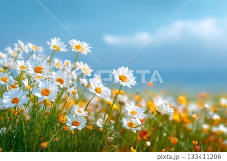 Beautiful spring summer meadow with daisies flowers against the background of bright blue sky with white clouds in nature. Natural landscape with a field of chamomiles. Beautiful spring summer meadow with daisies flowers against the background of bright blue sky with white clouds in nature. Natural landscape with a field of chamomiles. 133411206