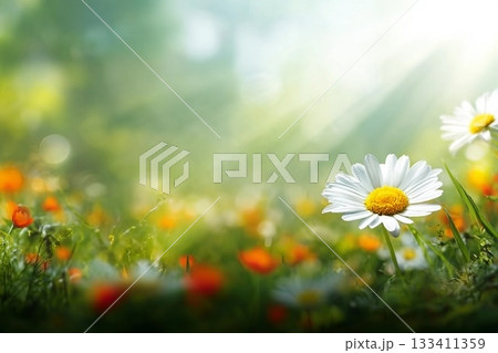 Real daisy flowers, blossoms, growing in meadow grass on a warm sunny spring summer day with a bright orange and yellow sunlit sky background 133411359