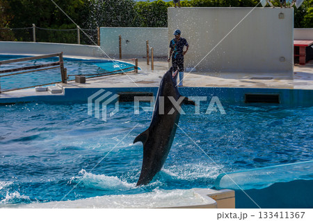 イルカ いるか 海豚 133411367