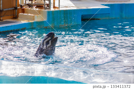 イルカ いるか 海豚 133411372