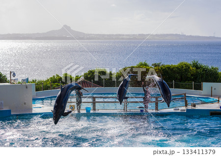イルカ いるか 海豚 133411379