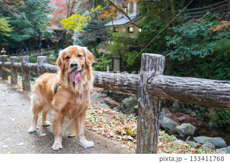 Portrait of golden retriever dog at Minoh waterfall park in autumn, Osaka Portrait of golden retriever dog at Minoh waterfall park in autumn, Osaka 133411768