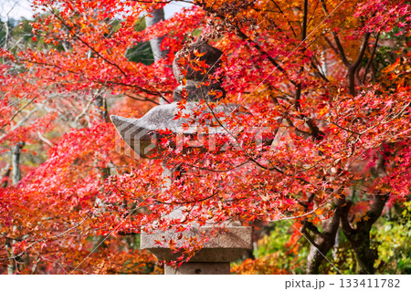 Red maple leaf by stone lantern of Hasedera Temple, Sakurai, Nara 133411782