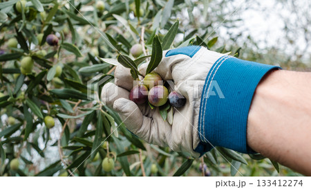 An olive grower harvests ripe olives in autumn. Agriculture. 133412274