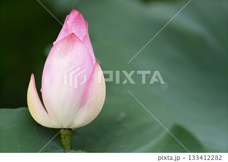 Pink water lotus flower growing in pond 133412282